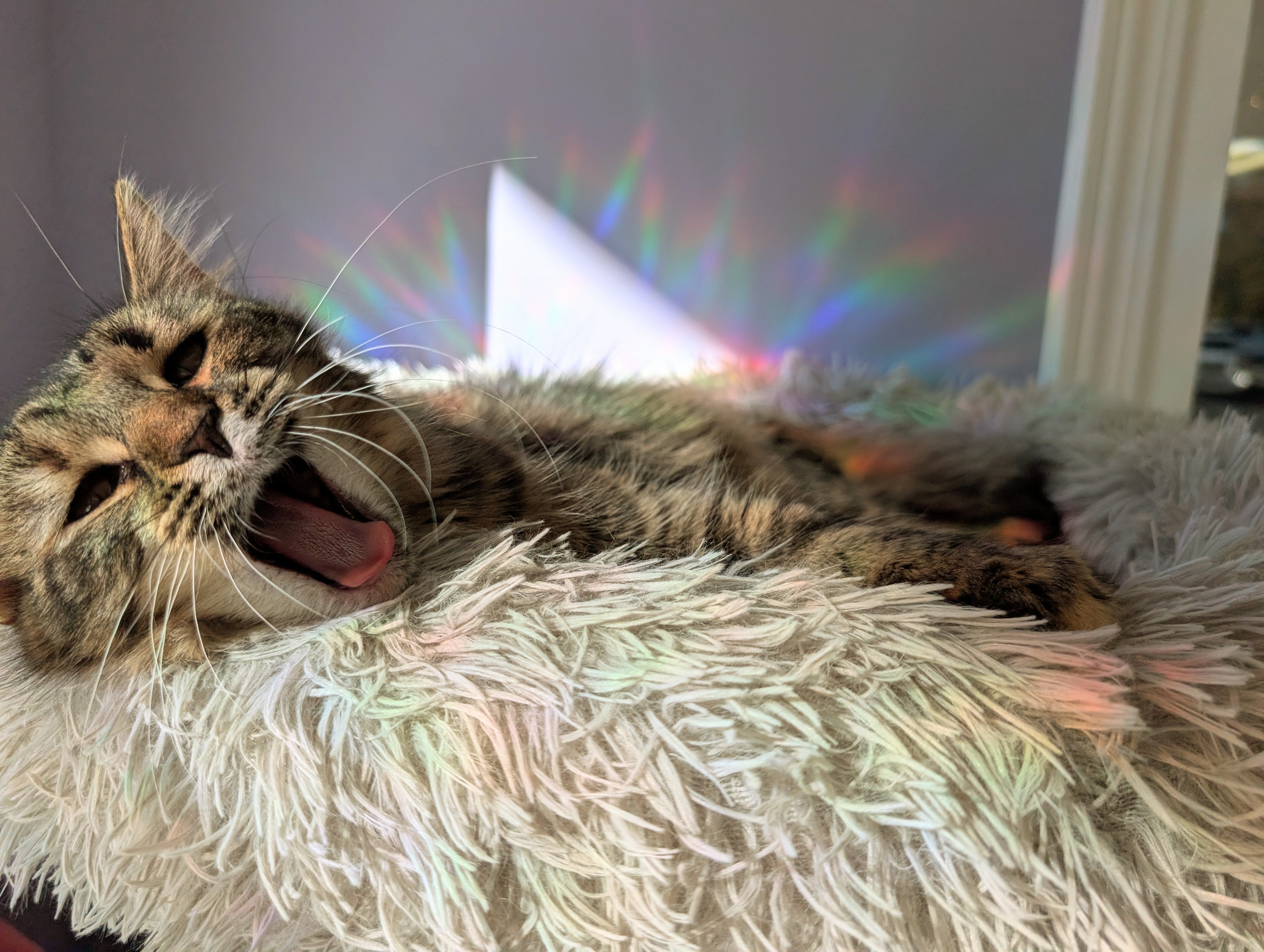 yawning cat in tower