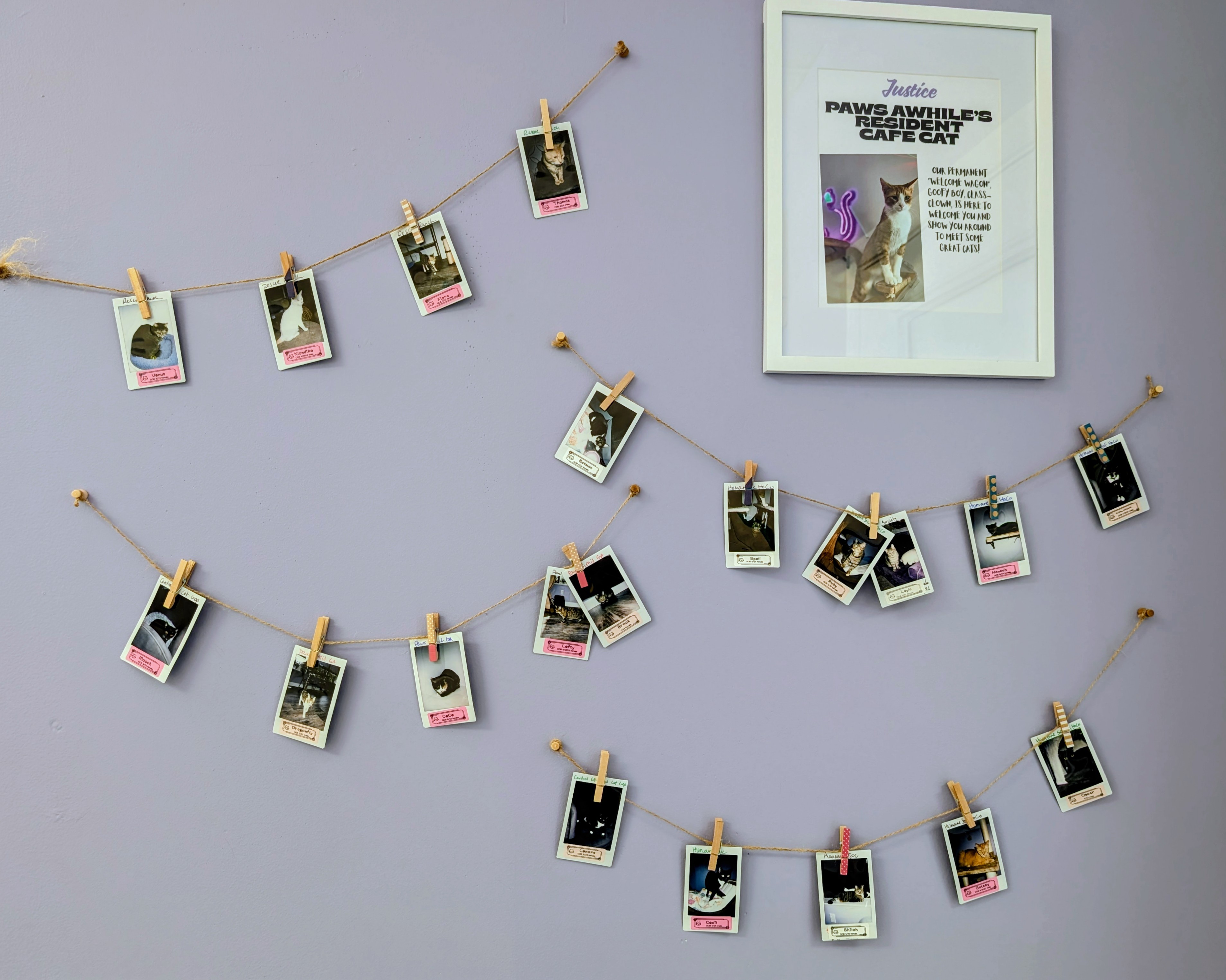 wall of cats at perry cat cafe