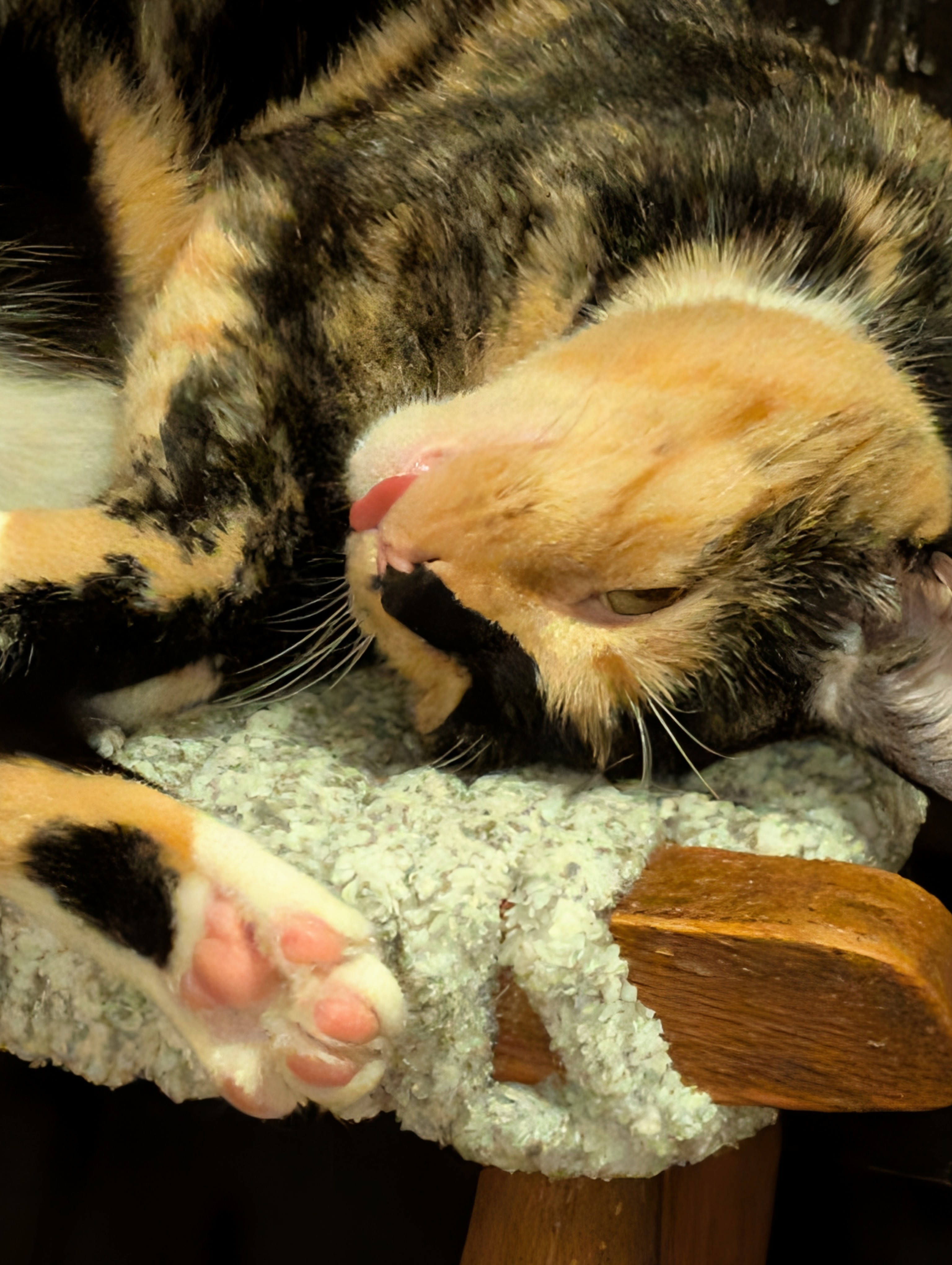 kiwi sleeping on stool