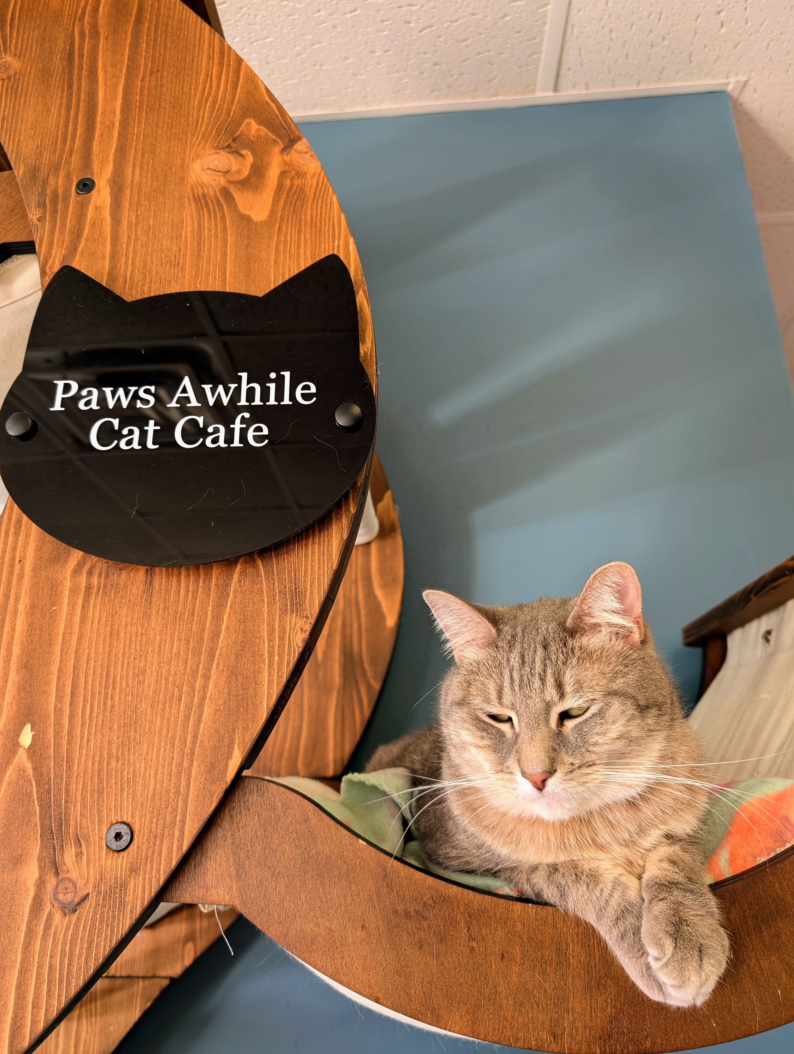 layla at perry cat cafe