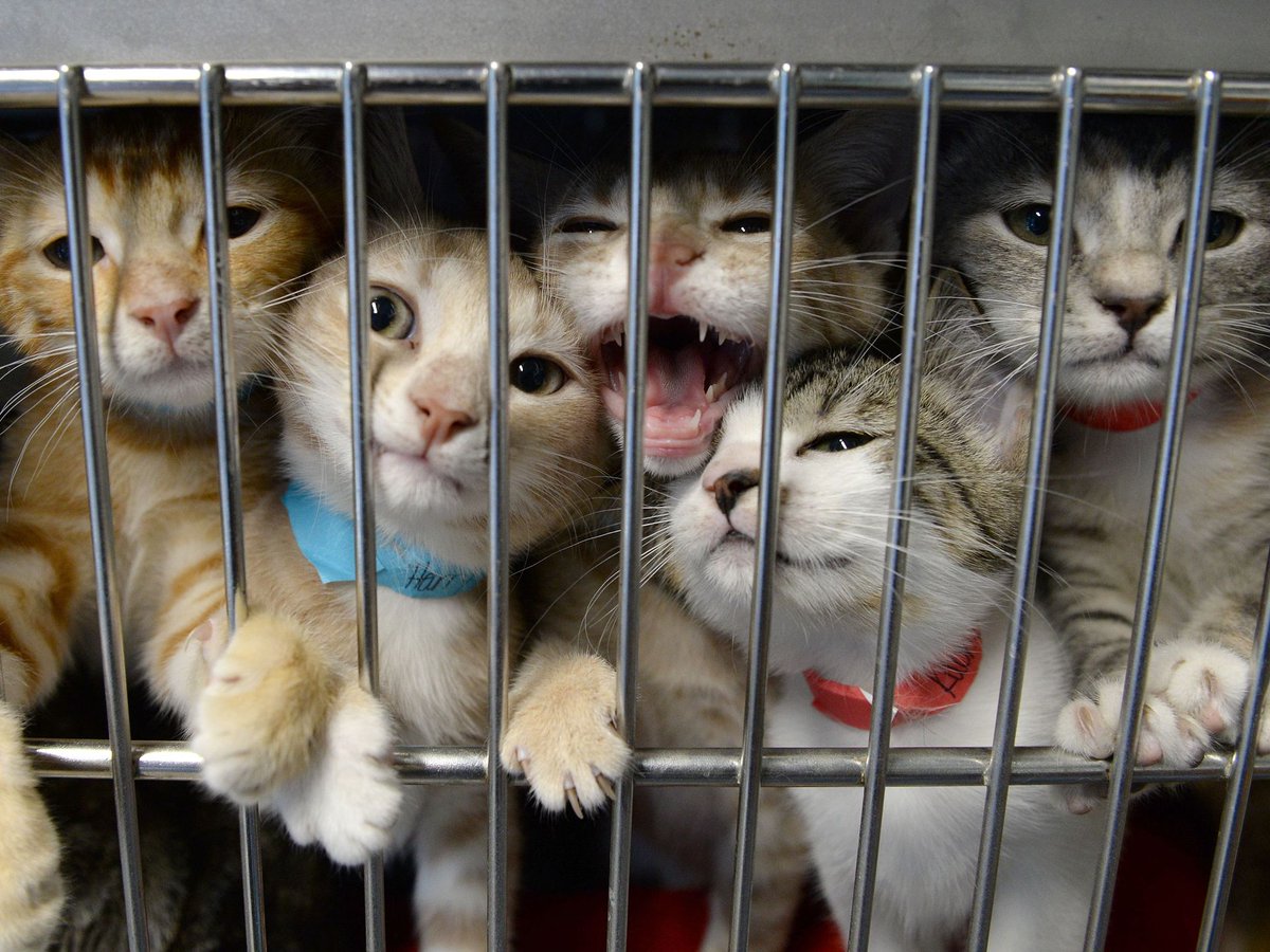 overcrowded cat shelter