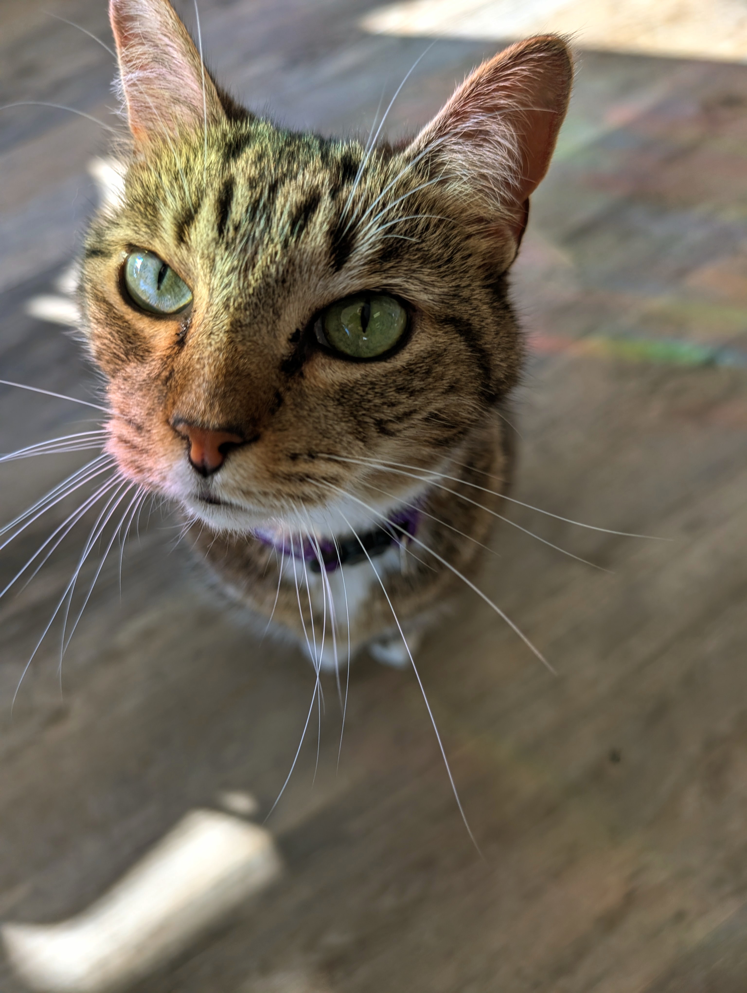 shiloh at perry cat cafe