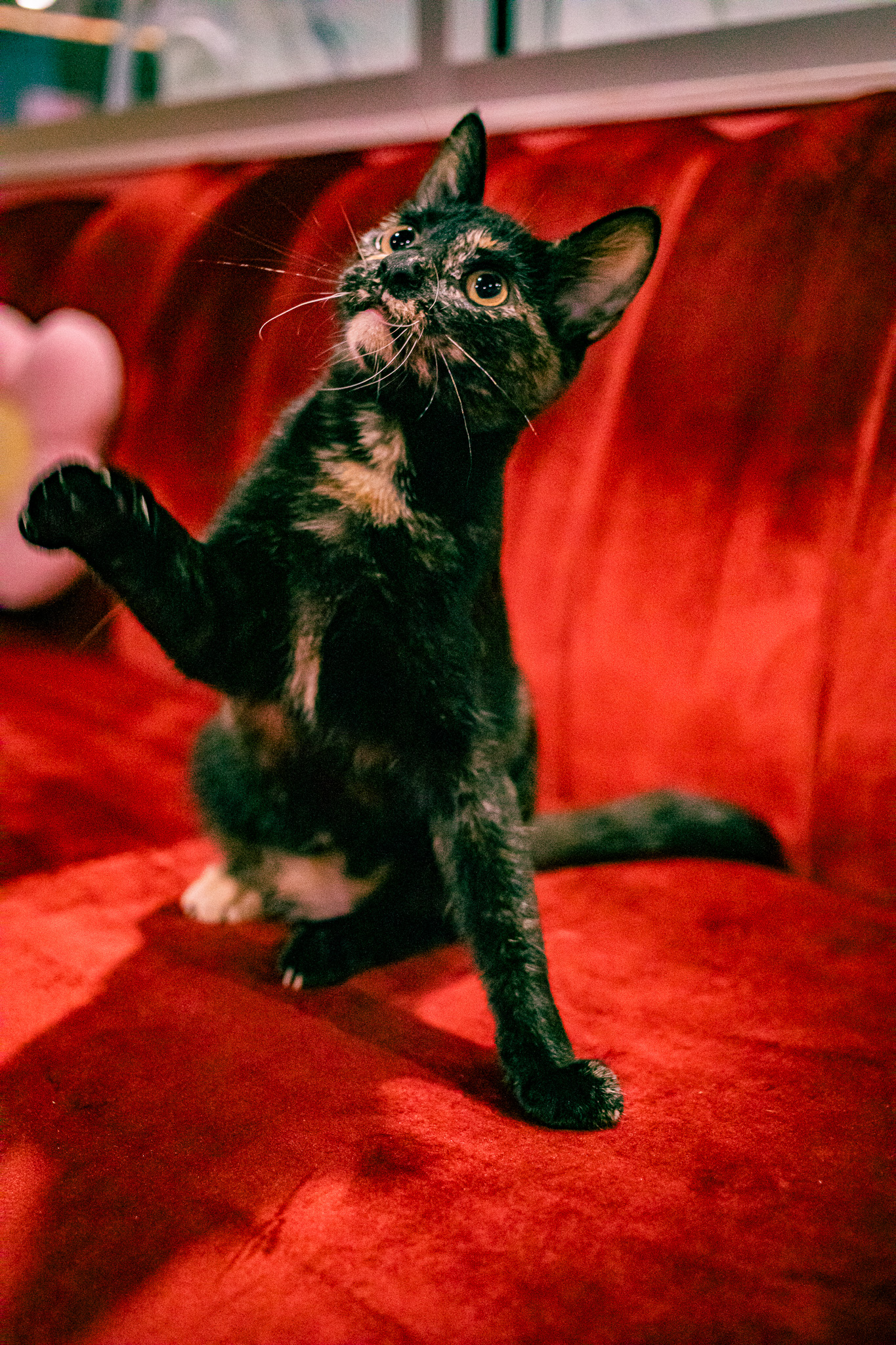 cat1 at tally cat cafe