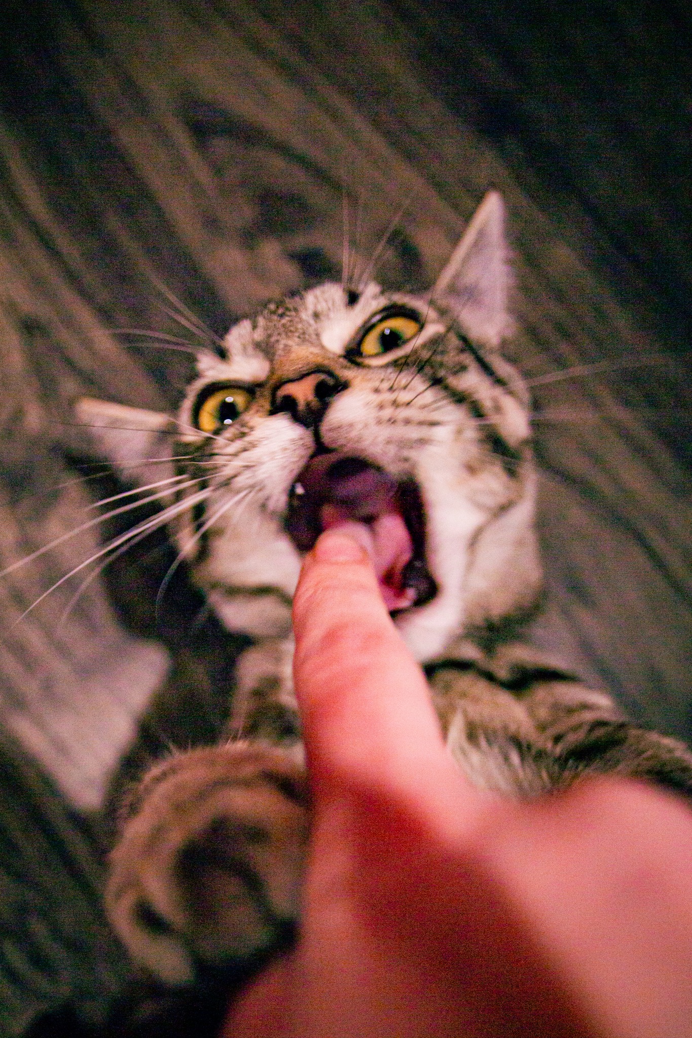 cat2 at tally cat cafe