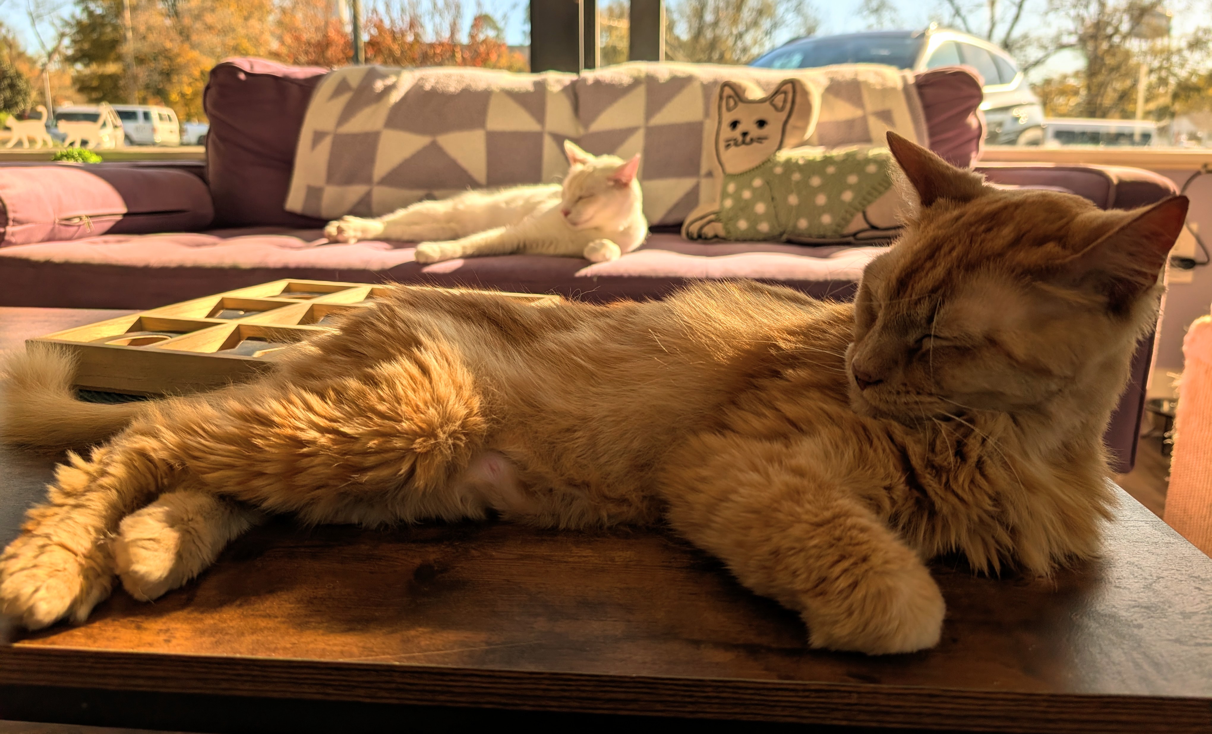 two cats in perry cat cafe